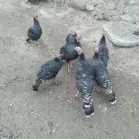 بوقلمون|حیوانات مزرعه|چالدران, |دیوار