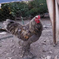 مرغ و خروس برهما و منیاتوری و مرغ محلی