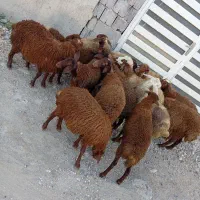 16 راس بره ماده داشتی