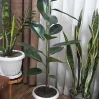 اگلونما. زانفولیا.سانسوریا ابلق