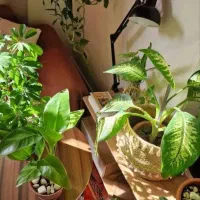 فروش-ملک-کلنگی-قابل-سکونت-خیابان-شکوفه