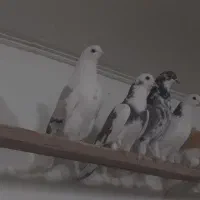 کفتر۲۱نروماده عالی جنس پرشی یکی ازیکی بهتریکجافقط|پرنده|تهران, شهرک رضویه|دیوار