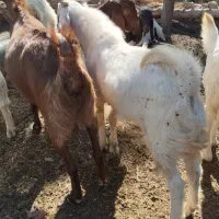 فروش یک بزغاله دوقلو زا ب همراه دوتا کره ویک نر|حیوانات مزرعه|ارزوئیه, |دیوار