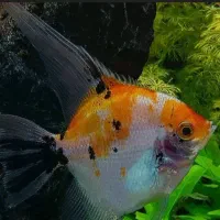 ماهی انجل سایز بزرگ