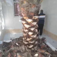 کار باغبانی وتکریب نخل وشخم زدن زمین با بیل|خدمات باغبانی و درختکاری|آبادان, |دیوار