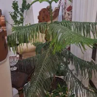 کاج مطبق سرحال زیر قیمت ۵۰۰تومان|گل و گیاه طبیعی|هشتگرد, هشتگرد قدیم|دیوار