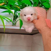 مالتیز عروسکی