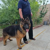 سگ ژرمن