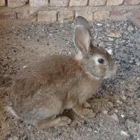 خرگوش صحرایی