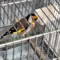 سهره جوجه قفس|پرنده|کرج, حصارک بالا|دیوار