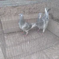 کفتر یا کبوتر پلنگ