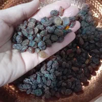 شیره انگور و شیره سفید امسالی|خوردنی و آشامیدنی|کرج, گوهردشت|دیوار