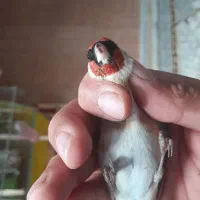 سهره چونه سفیدنر خاص|پرنده|پارس‌آباد, |دیوار