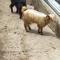 بز نر
