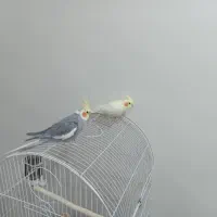 عروس هلندی جفت ، سخنگو