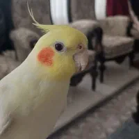 عروس هلندی گم شده