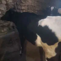 یه عدد گوساله نر و یه عدد دویه