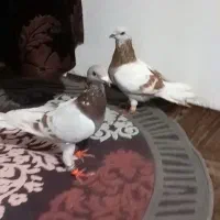 کبوتر