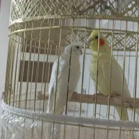 عروس هلندی|پرنده|ایرانشهر, |دیوار