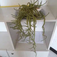 کاکتوس