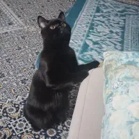 گربه نر آماده جفتگیری