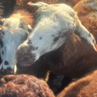 ۴۰ عدد میش و شیشک و ۲۴ عدد بره از ۱۵ تا ۳۰