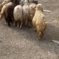 ۱۰ عدد بره