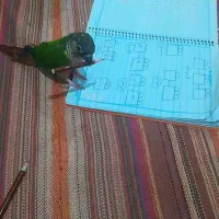 طوطی گیرنچیک کاملادستی|پرنده|ری, علایین|دیوار