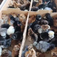 فروش جوجه 3روزه