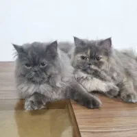 گربه های ماده