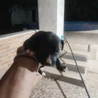 سگ آمریکن پیتبول توله|سگ|شیراز, شریف‌آباد|دیوار