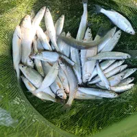 فروش کولی تازه