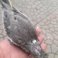 طوطی عروس سرلاکی