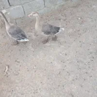 گم شده