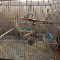 عروس هلندی اهلی|پرنده|زاهدان, |دیوار