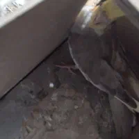 عروس هلندی|پرنده|تربت جام, شاهد|دیوار