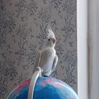 عروس هلندی البینو