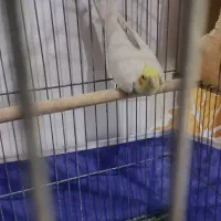 عروس هلندی با جوجه|پرنده|بندرعباس, |دیوار