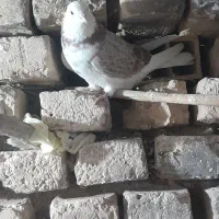 ۳تاتهرانی|پرنده|شال, |دیوار