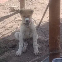 سگ افغان