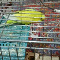 مرغ عشق مولد با سه عدد جوجه