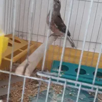 سهره سینه گلی|پرنده|رشت, رودبارتان|دیوار