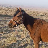 اسب فروشی|اسب و تجهیزات اسب‌سواری|قم, دانشگاه قم|دیوار