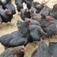 مرغ بومی تخمگذار 7 ماهه