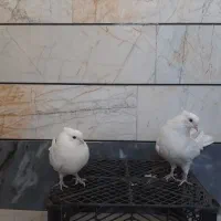 سفید کاکلی|پرنده|بسطام, |دیوار