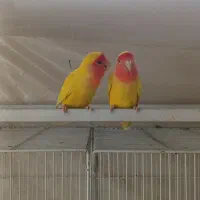طوطی برزیلی خوش رنگ جفتی ۱۵۰۰|پرنده|قائم‌شهر, |دیوار