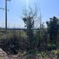 زمین|فروش زمین و ملک کلنگی|نکا, |دیوار