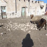 قورچ داشتی|حیوانات مزرعه|اهواز, امانیه|دیوار