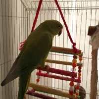 طوطی ملنگو سبز|پرنده|رستم‌آباد, |دیوار