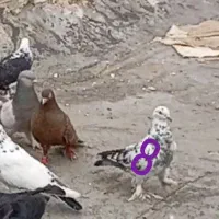 کبوتر رفتنی